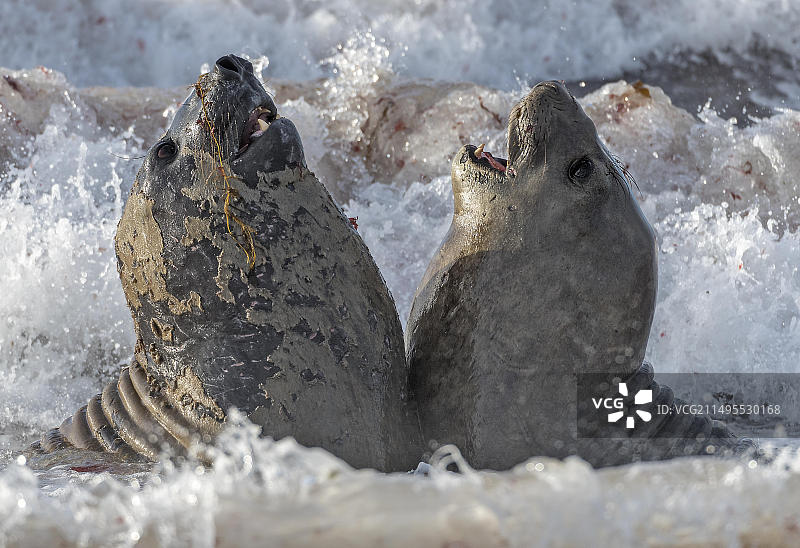 海狮岛上的象海豹争斗 (米伦加·莱昂尼纳)，福克兰群岛图片素材