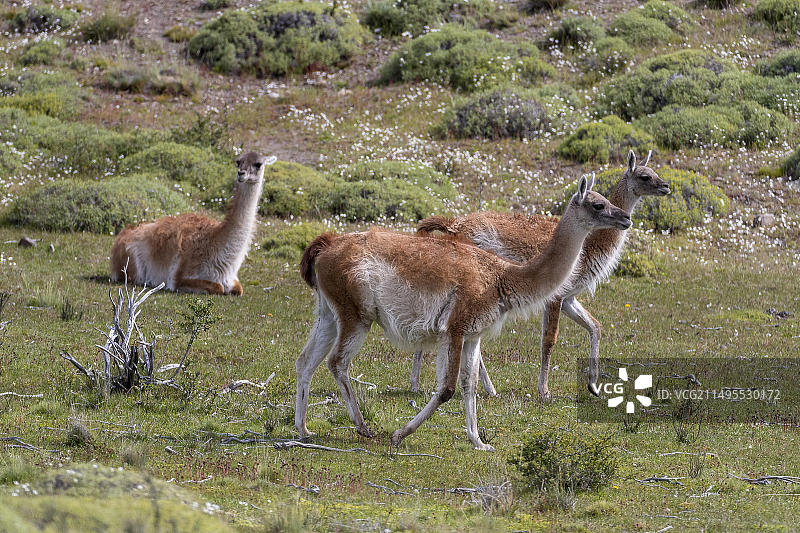 智利南部百内国家公园的原驼图片素材
