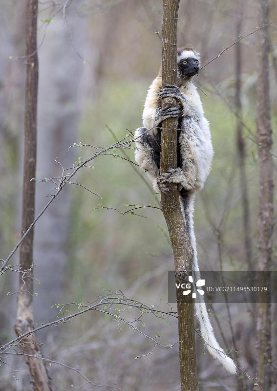 来自马达加斯加贝伦蒂保护区的维氏冕狐猴图片素材