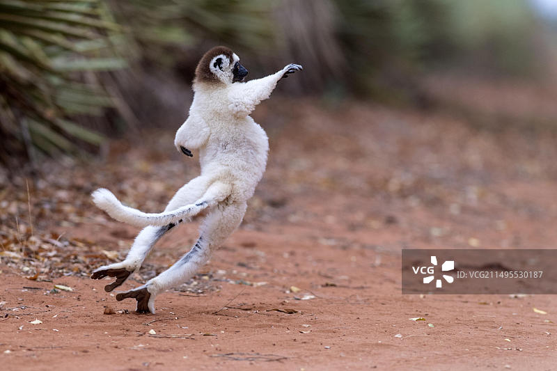 马达加斯加南部贝伦蒂保护区，弗氏冕狐猴以独特的舞步过马路图片素材