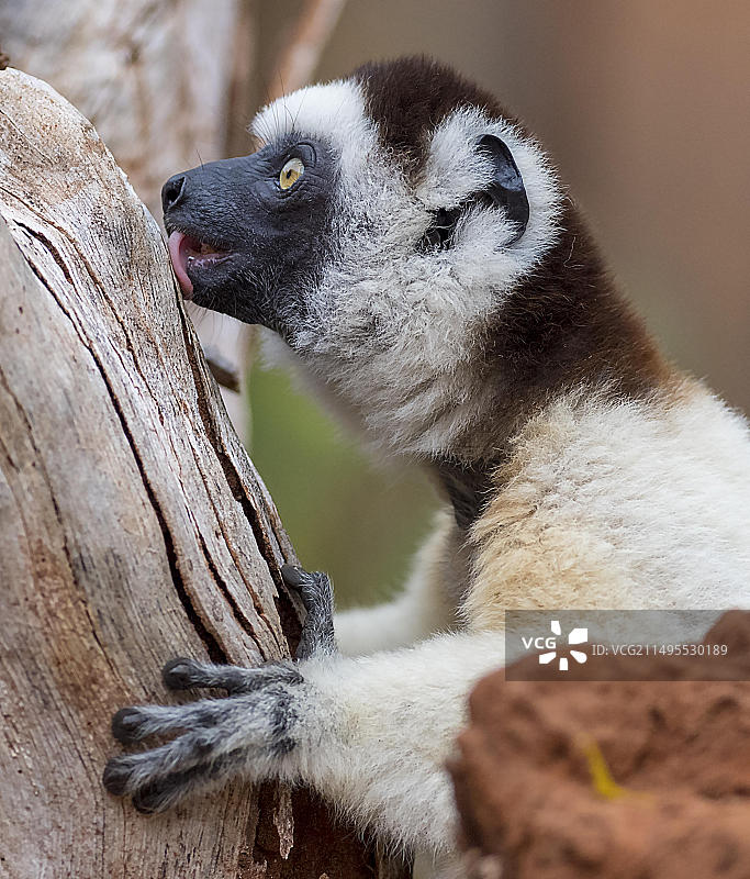 韦氏冕狐猴在马达加斯加南部贝伦蒂保护区进食图片素材