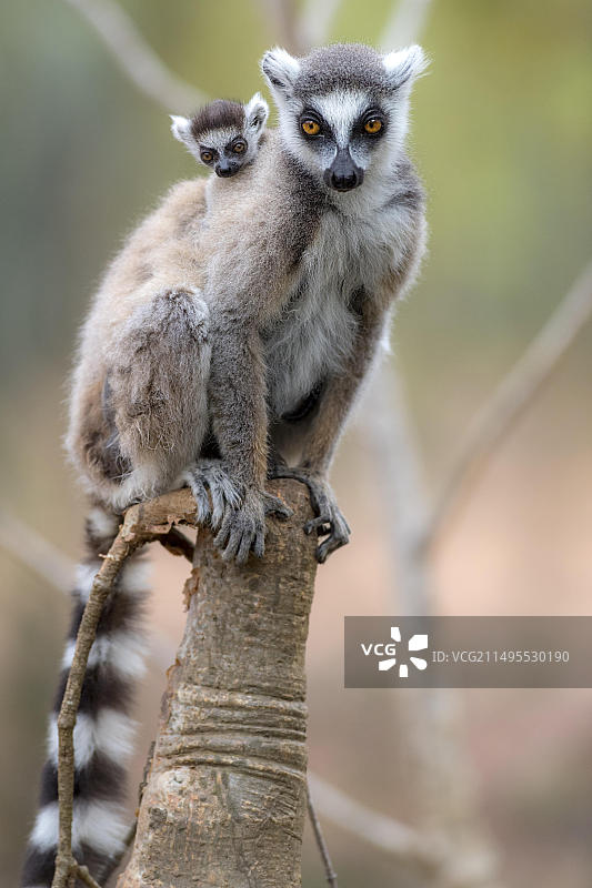 在马达加斯加贝伦蒂保护区携带幼崽的环尾狐猴图片素材
