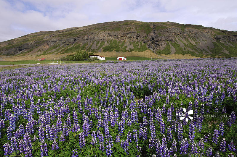 在哈马尔种植鲁冰花以对抗土壤侵蚀，位于冰岛东部东峡湾地区的哈马尔斯峡湾图片素材