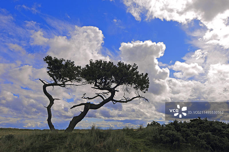 苏格兰萨瑟兰戈尔斯皮夏季天空下的矮松图片素材