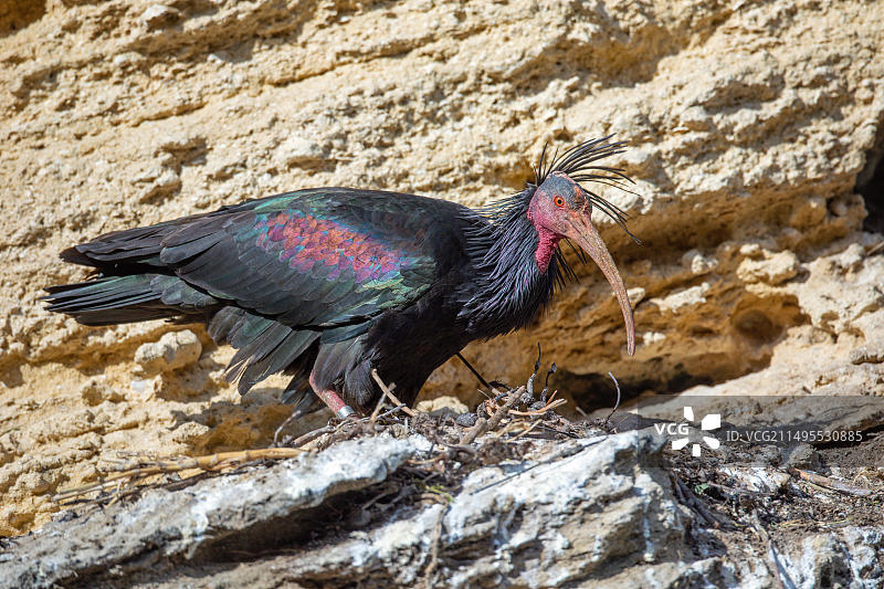 秃顶宜必思图片素材
