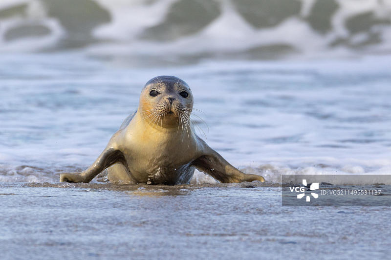 海港海豹图片素材