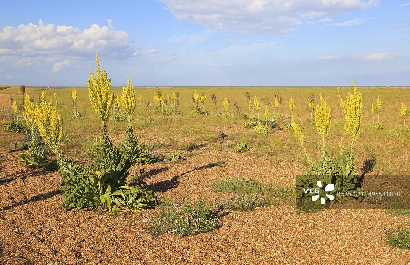 毛蕊花（Verbascum thapsus）的黄花，英国萨福克郡Shingle Street图片素材