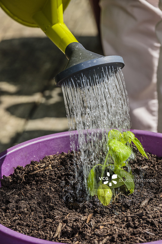 在阳台上种植盆栽罗勒并浇水图片素材