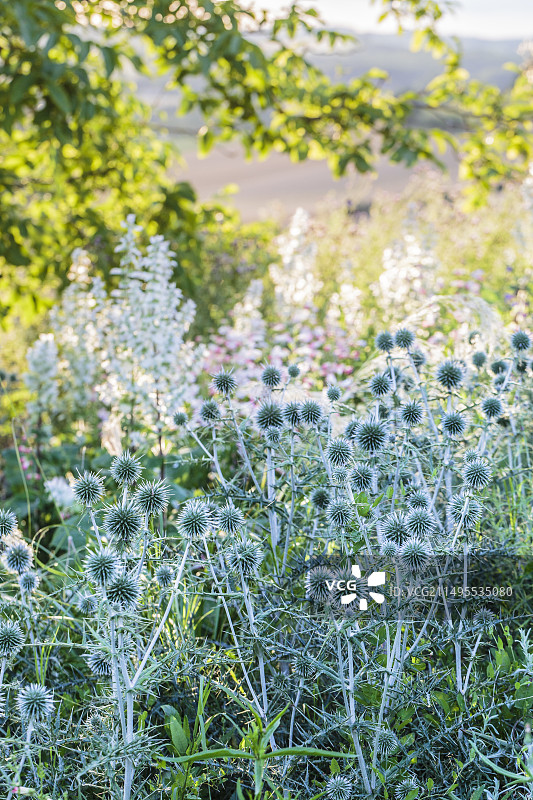 未浇水的花坛中盛开的刺头蓝蓟图片素材