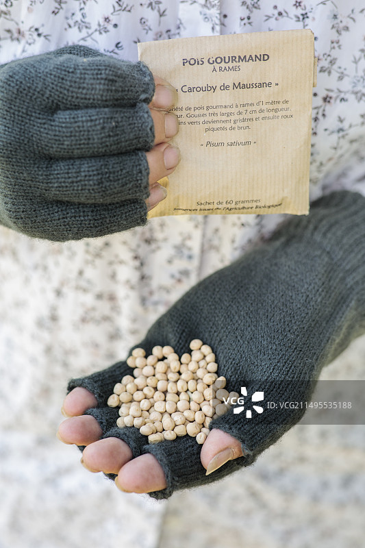 手持荷兰豆种子冬季图片素材