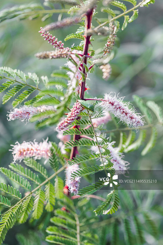 在法国塔恩-加龙省盛开的含羞草，一种耐旱的得克萨斯州植物图片素材