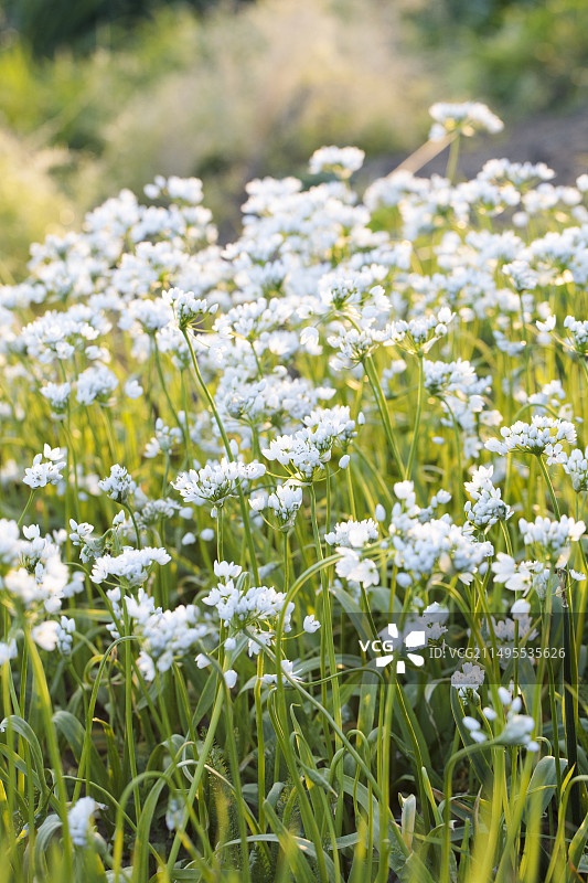 白色大蒜（Allium neapolitanum）花朵地毯，法国塔恩-加龙省（人工栽培）图片素材