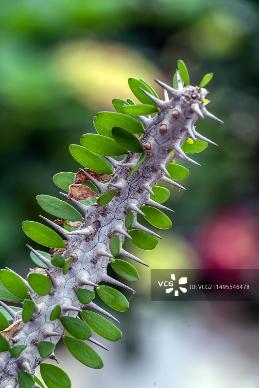 亚龙木图片素材