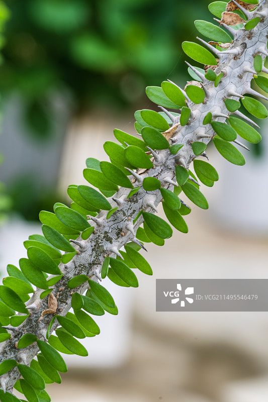 亚龙木图片素材