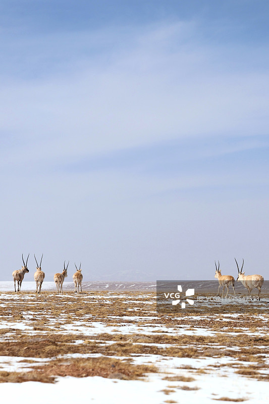 藏羚羊图片素材