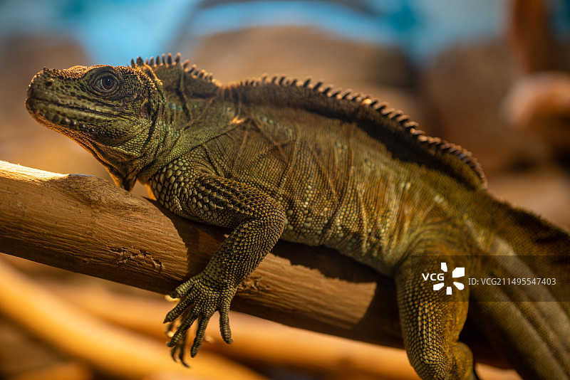 红山动物园图片素材