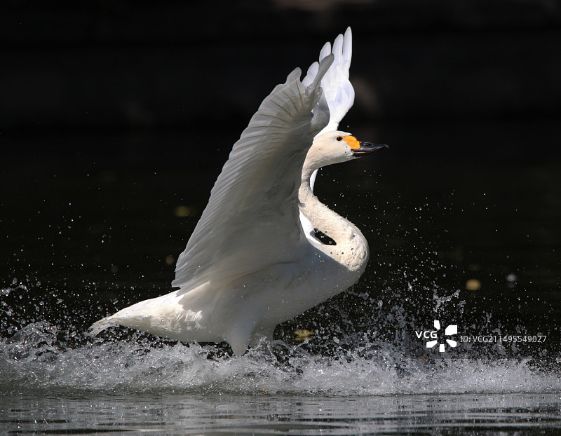 小天鹅 国家二级保护鸟类 李剑志图片素材