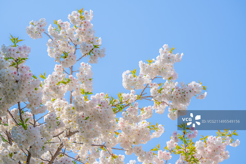 白色多瓣樱花图片素材