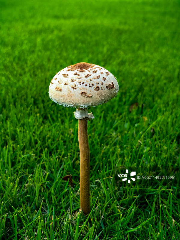 野外生长的蘑菇特写镜头图片素材