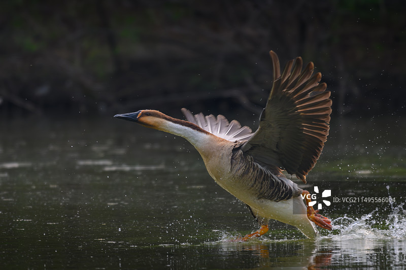 鸿雁起飞北京翠湖湿地公园图片素材