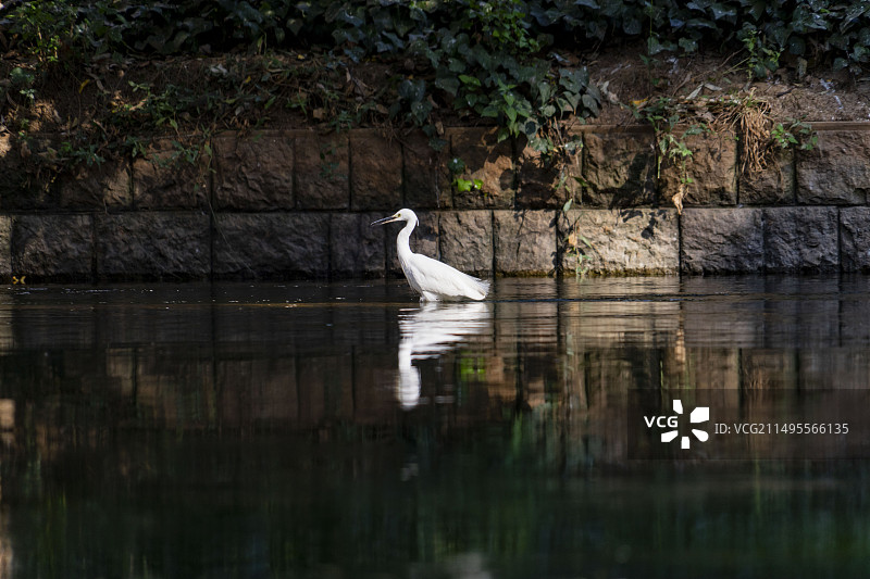 昆明盘龙江白鹭图片素材