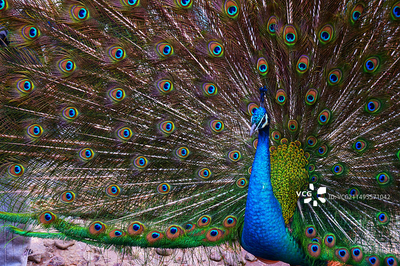 高贵的蓝领孔雀图片素材