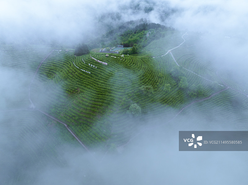 平利县蒋家坪茶园图片素材