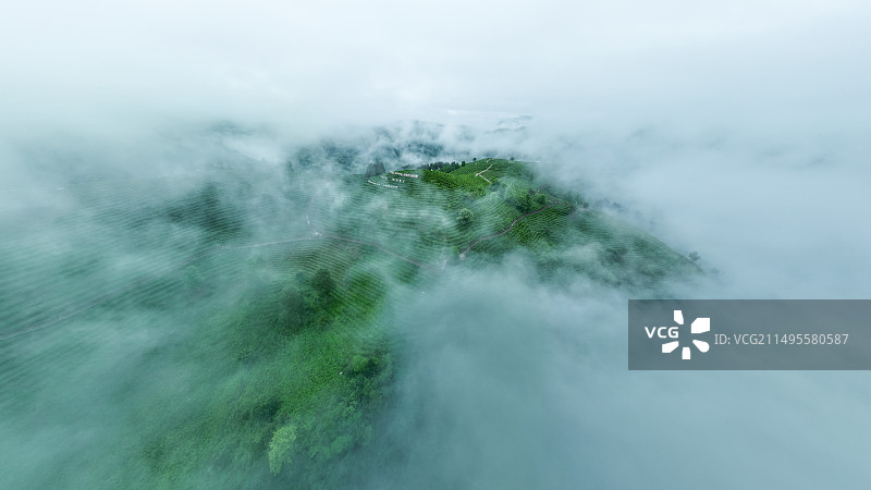 平利县蒋家坪茶园图片素材