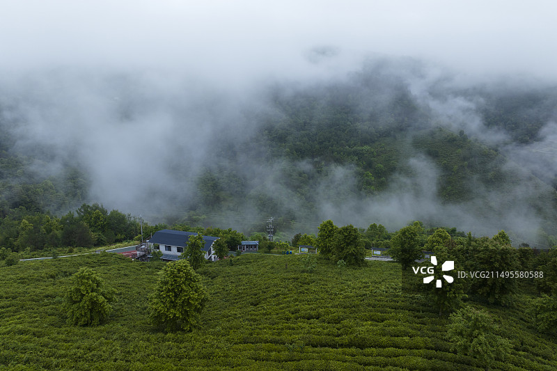平利县蒋家坪茶园图片素材