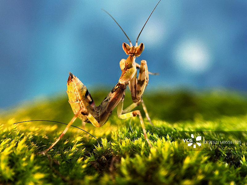 眼斑螳螂图片素材