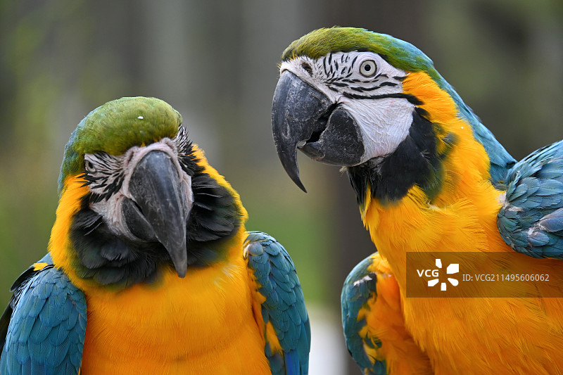 动物们图片素材