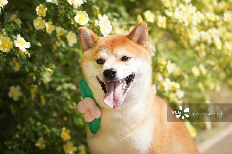 花丛中的柴犬图片素材