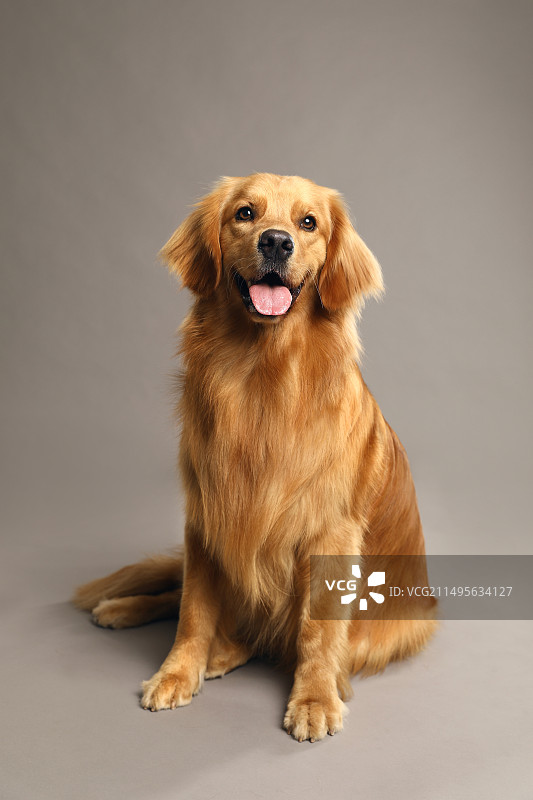 宠物消息之金毛图片素材