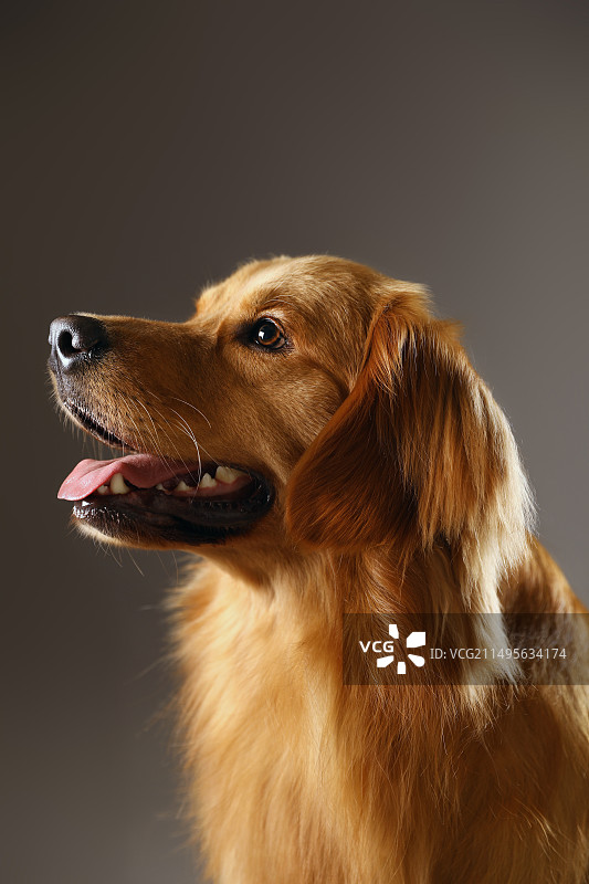 宠物肖像之金毛图片素材