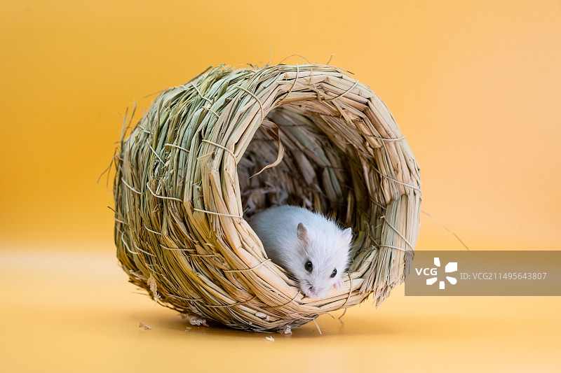 一只可爱的仓鼠图片素材