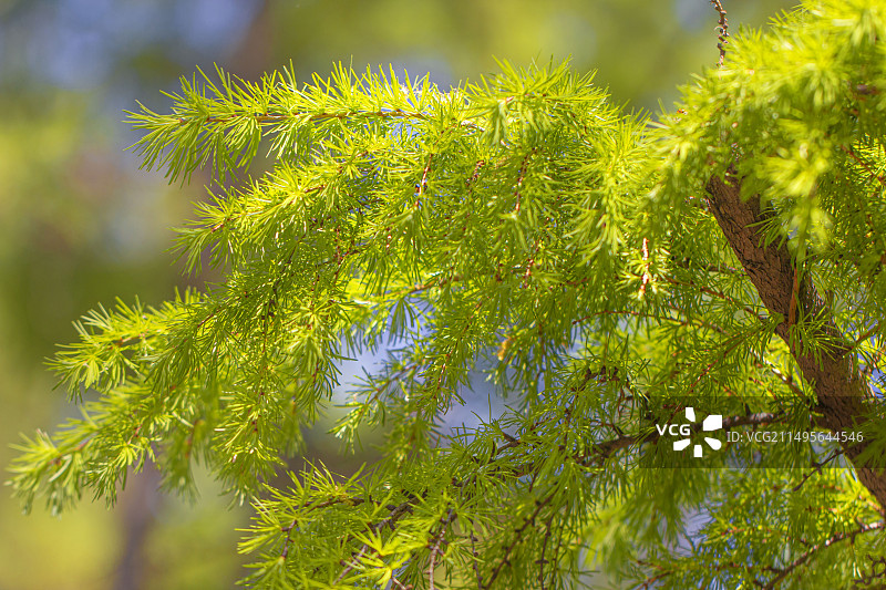 春天的松枝图片素材