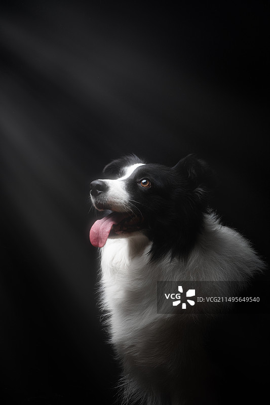 黑色背景前的边牧图片素材