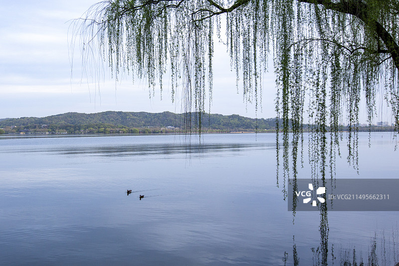 阳春三月  杭州西湖绿柳垂丝图片素材