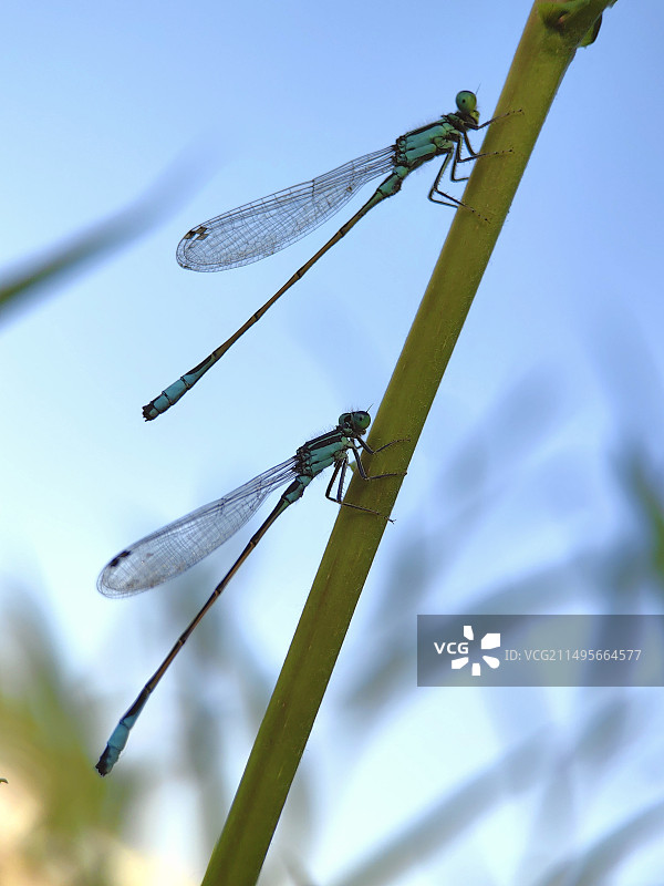 植物上蜻蜓特写镜头图片素材