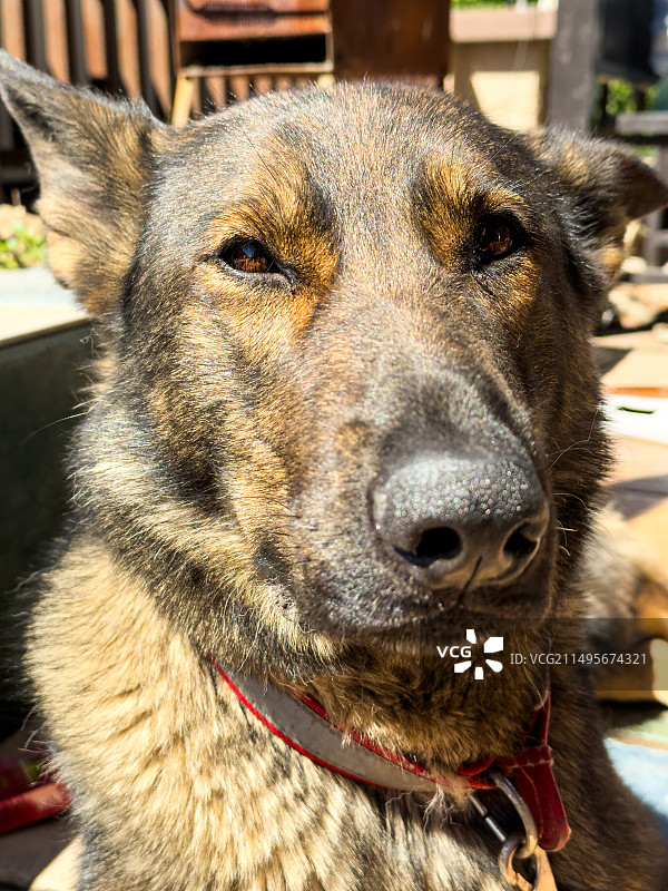 德牧 黑背 犬类 狗图片素材