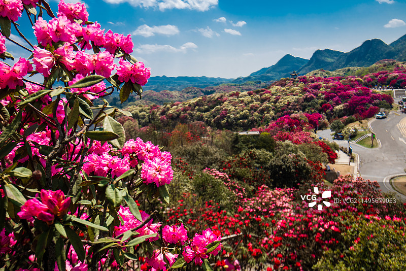 贵州毕节 百里杜鹃·图片素材
