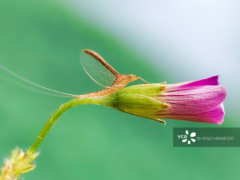 静候-蜉蝣图片素材