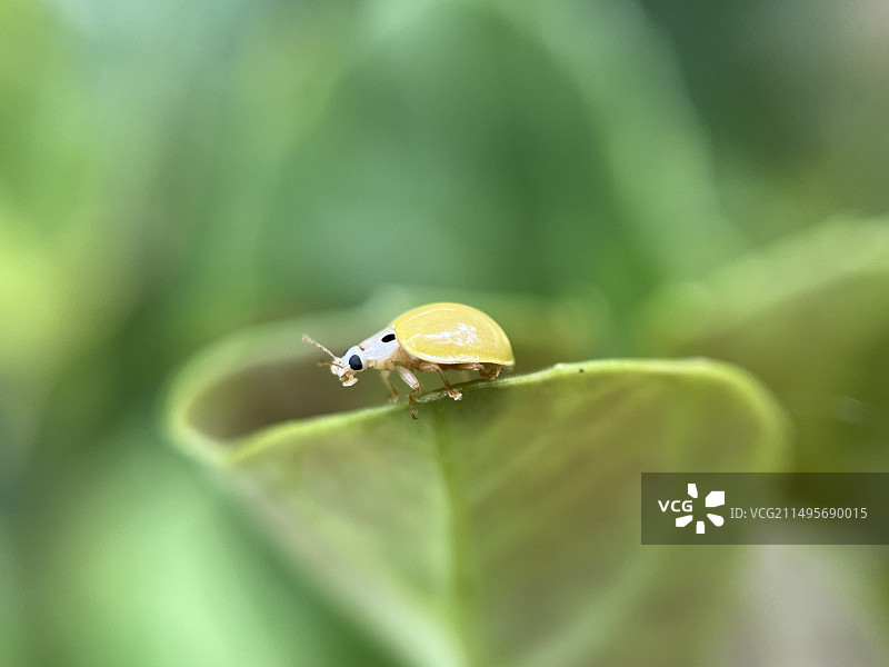小小瓢虫图片素材