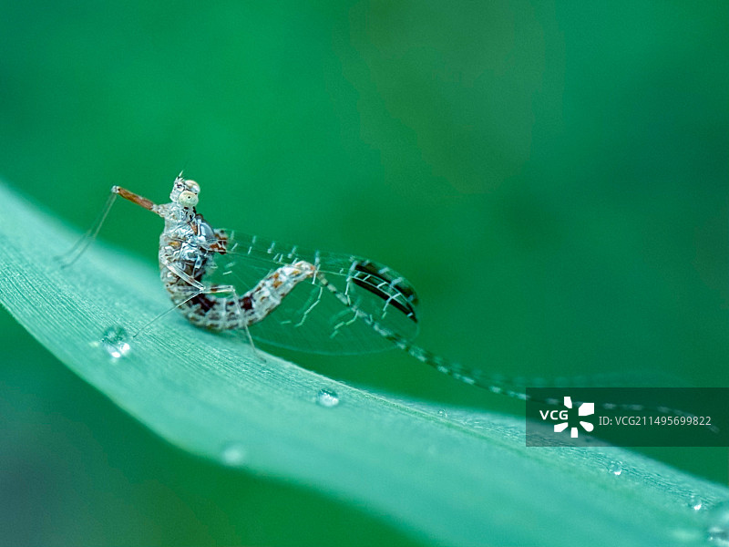 植物上的蜉蝣图片素材