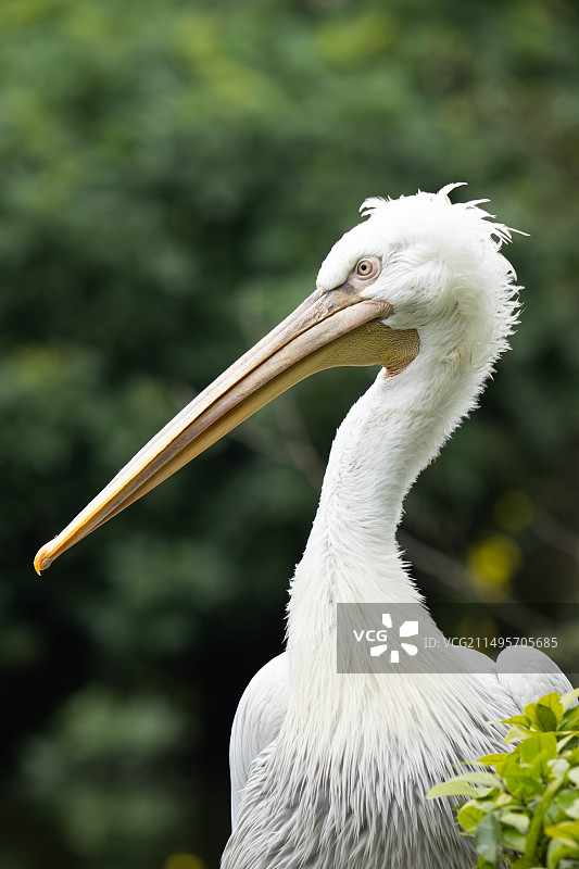 关于重庆的春天图片素材