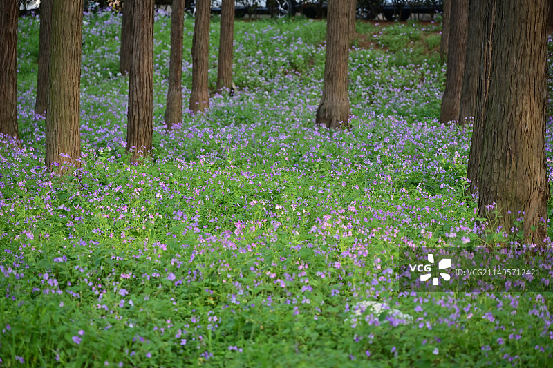 春天的诸葛菜图片素材