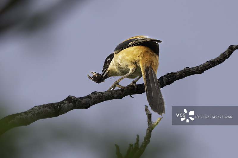 小小伯劳，称霸园区图片素材