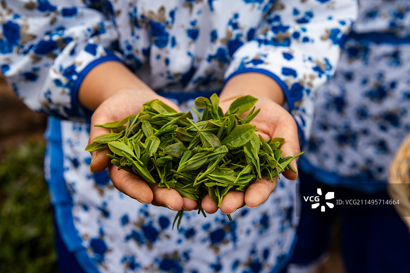 春季绿茶采摘一芽一叶图片素材