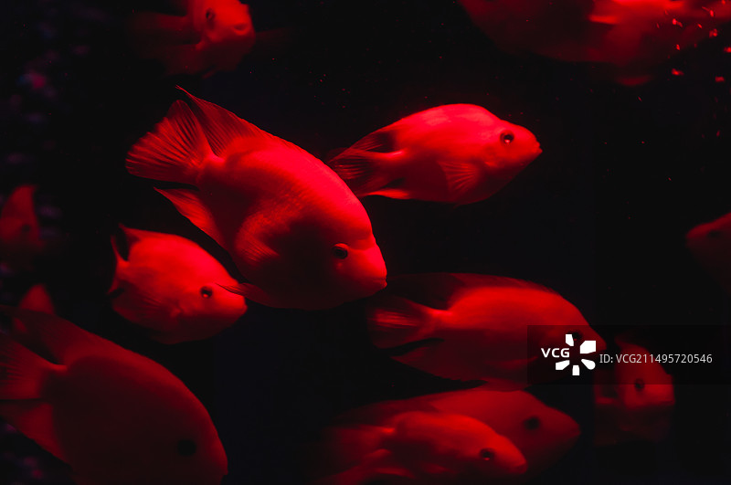 观赏鱼图片素材