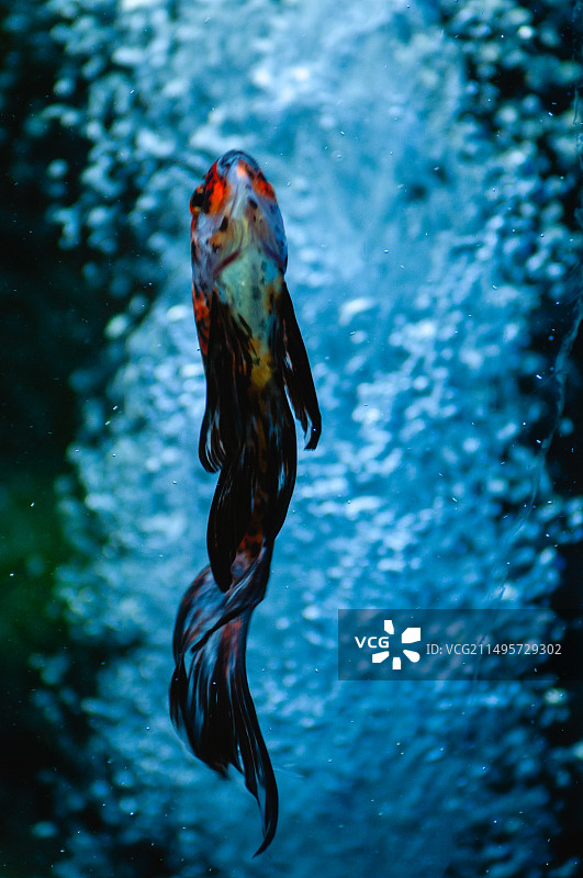 热带鱼图片素材